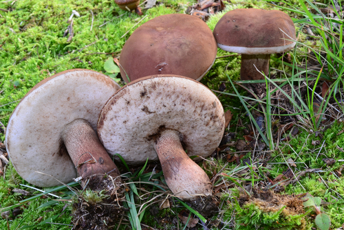 Tylopilus variobrunneus Roody, A.R.Bessette & Bessette