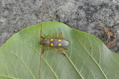 Eburia pedestris