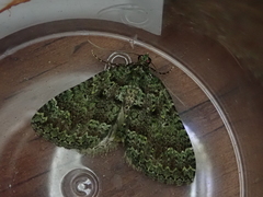 Austrocidaria callichlora