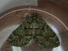 Austrocidaria callichlora