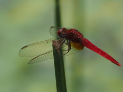 Crocothemis servilia mariannae