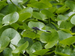 Orthetrum albistylum speciosum