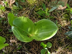 Platanthera macrophylla