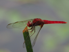 Crocothemis servilia mariannae