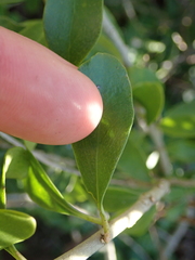 Melicytus orarius