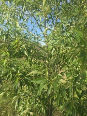 Populus × acuminata