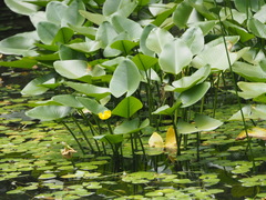 Nuphar japonica