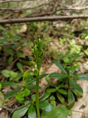 Platanthera hookeri