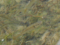 Gnathopogon elongatus