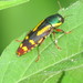 Red-legged Buprestis Beetle - Photo (c) Jennifer Linde, some rights reserved (CC BY-NC), uploaded by Jennifer Linde