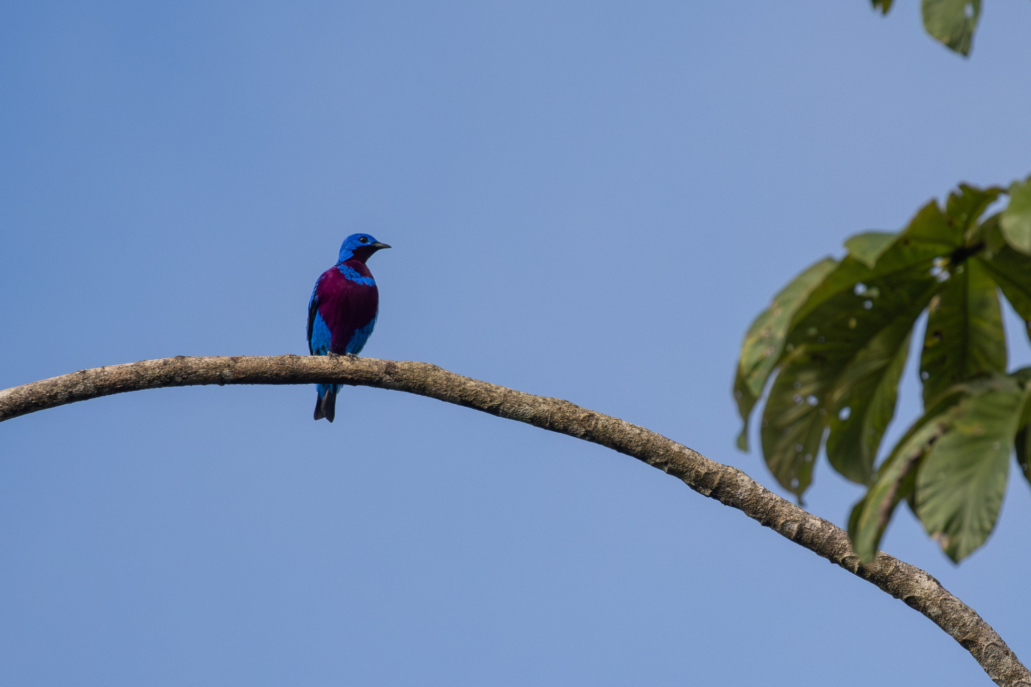 Banded Cotinga (Cotinga maculata), photo 1