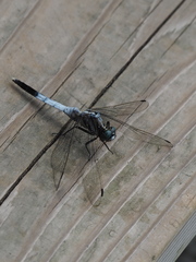 Orthetrum albistylum speciosum