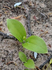 Neottia convallarioides
