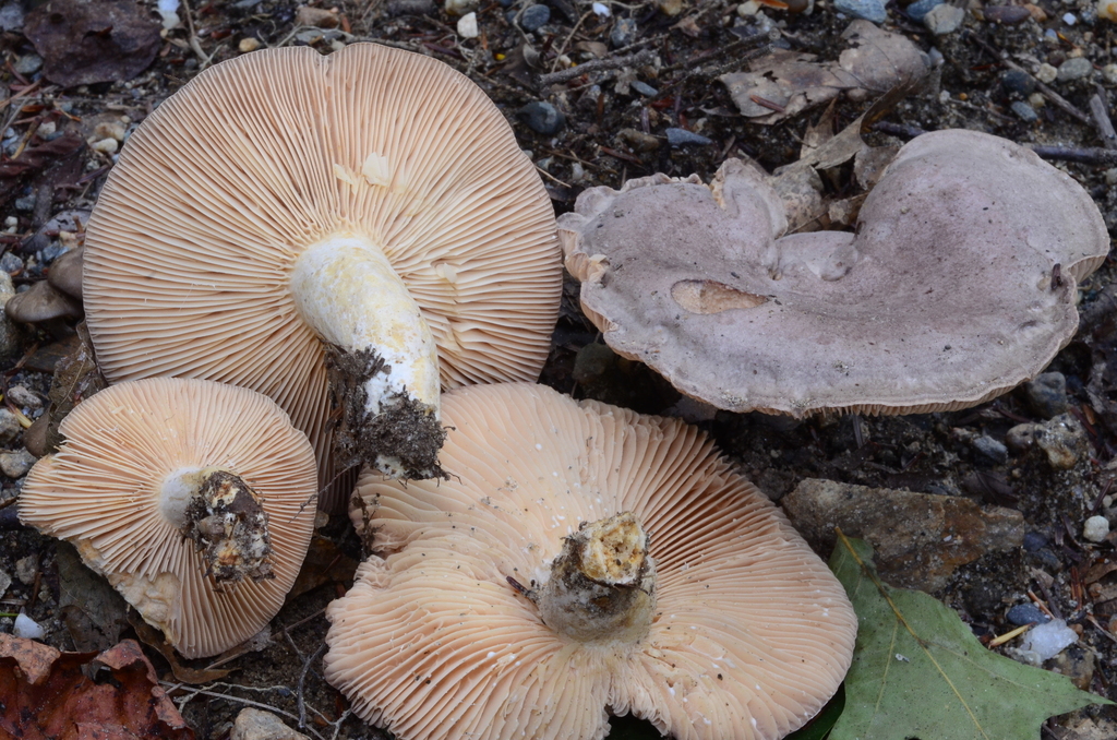 Lactarius hibbardiae