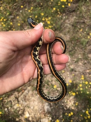 Thamnophis cyrtopsis ocellatus