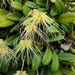 Bulbophyllum vaginatum - Photo 由 CheongWeei Gan 所上傳的 (c) CheongWeei Gan，保留部份權利CC BY-NC