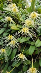 Bulbophyllum vaginatum