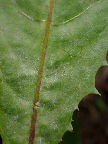 Podosphaera erigerontis-canadensis