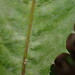 Podosphaera erigerontis-canadensis