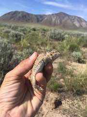 Phrynosoma douglasii