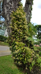Bulbophyllum vaginatum