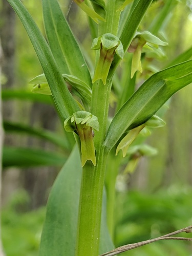 Frog Orchid