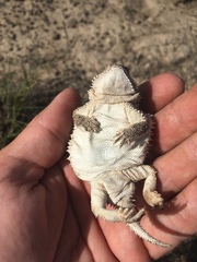 Phrynosoma douglasii