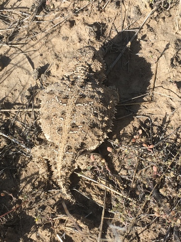 Pygmy Short-horned Lizard