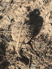 Phrynosoma douglasii