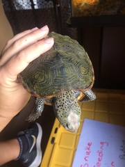 Malaclemys terrapin pileata