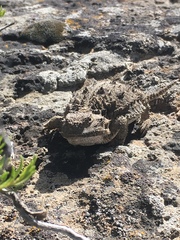 Phrynosoma douglasii