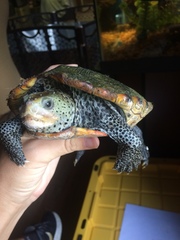 Malaclemys terrapin pileata
