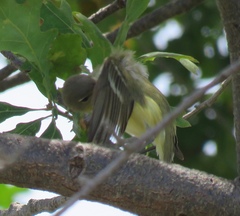 Vireo bellii bellii