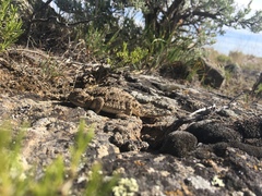 Phrynosoma douglasii