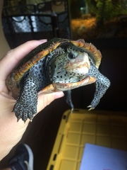 Malaclemys terrapin pileata
