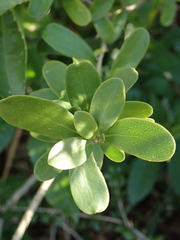 Melicytus orarius