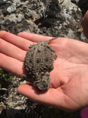 Phrynosoma douglasii