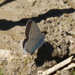 Cupido amyntula