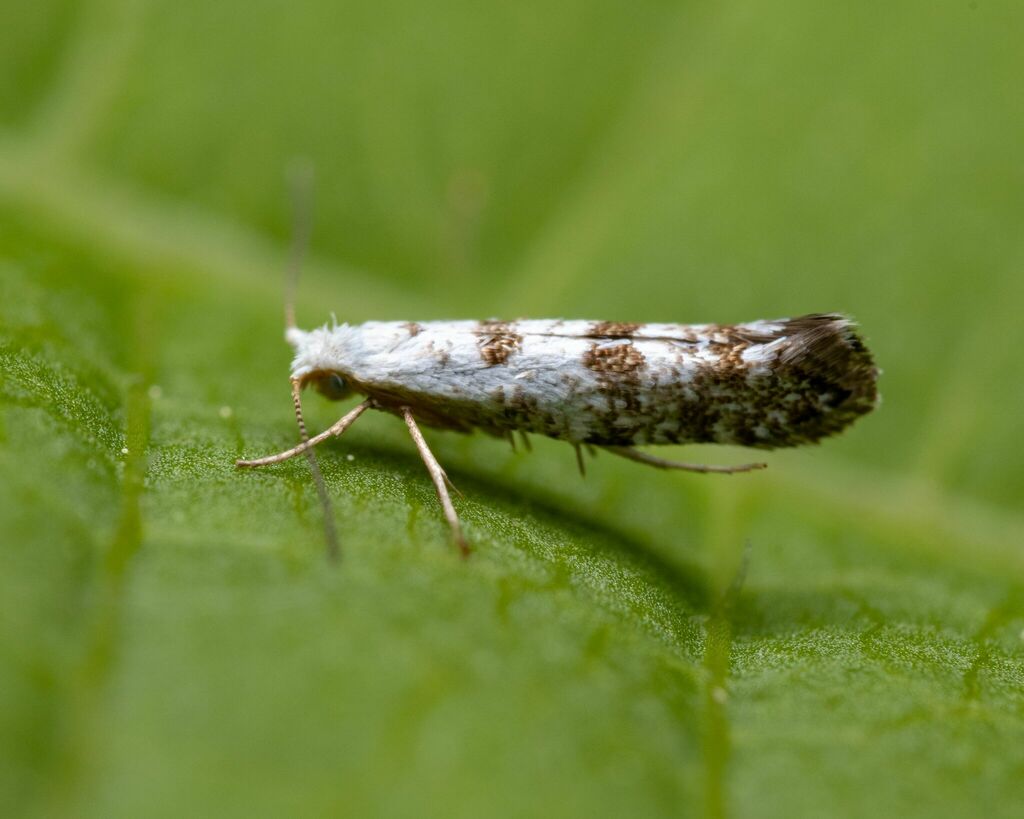 Arborvitae Leafminer
