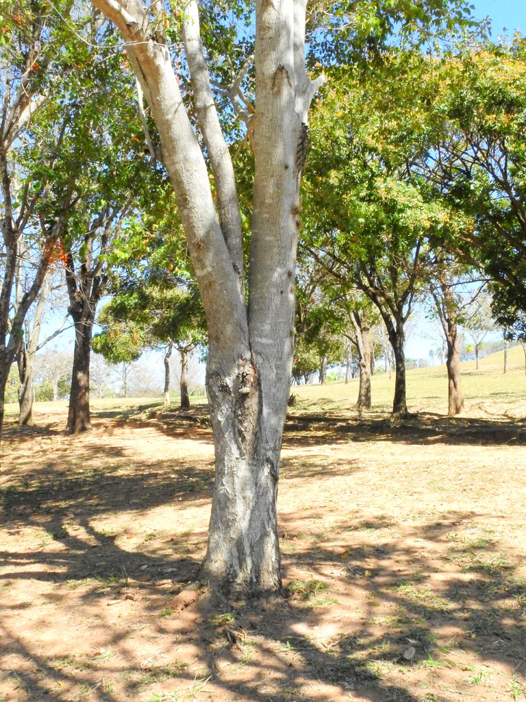 Lafoensia glyptocarpa