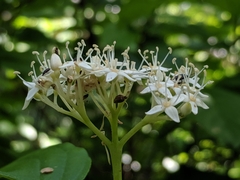 Cornus sericea occidentalis