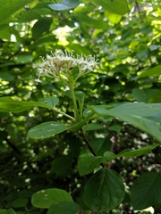 Cornus sericea occidentalis