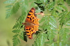 Polygonia satyrus