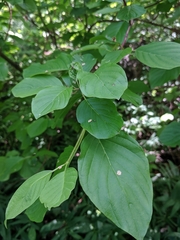 Cornus sericea occidentalis