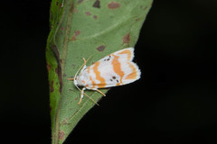 Cyana interrogationis