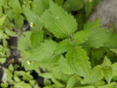 Galinsoga quadriradiata