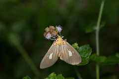 Asota plaginota