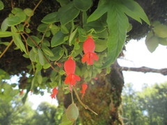 Sarmienta scandens