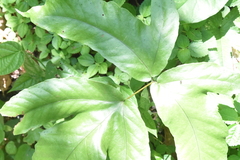 Tectariaceae