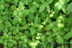 Pilea dauciodora